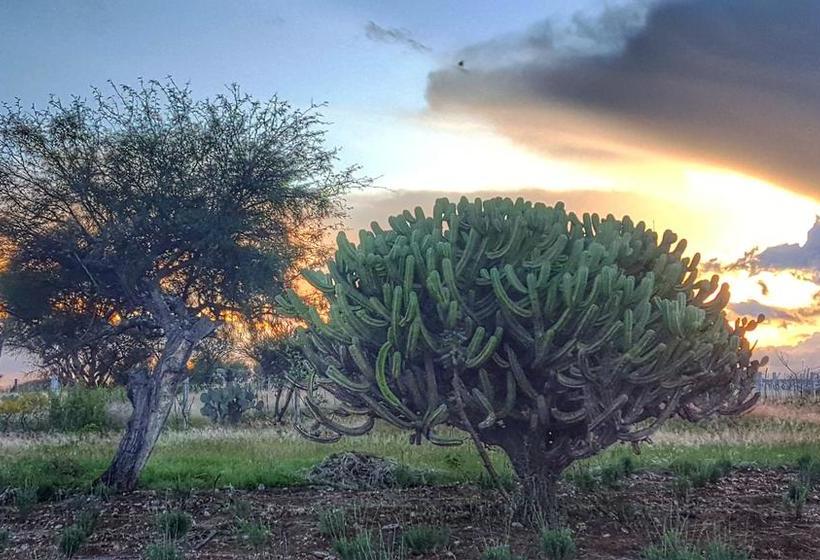 Fotos del hotel El Macehual:  3