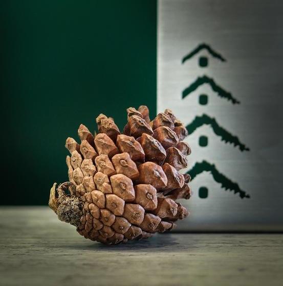 Fotos del hotel The Pino  Pakchong:  15