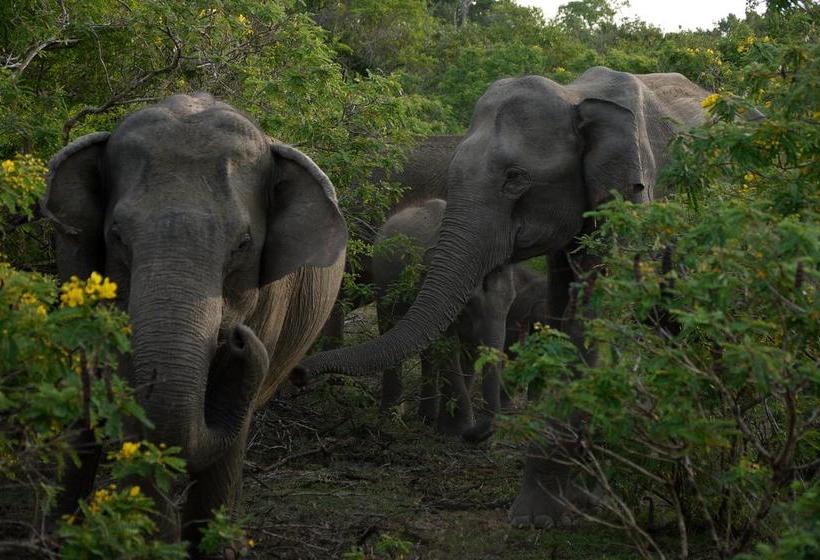 Fotos del hotel Pearl City:  6