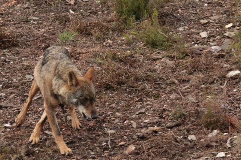 Fotos del hotel La Coral De Sanabria:  5