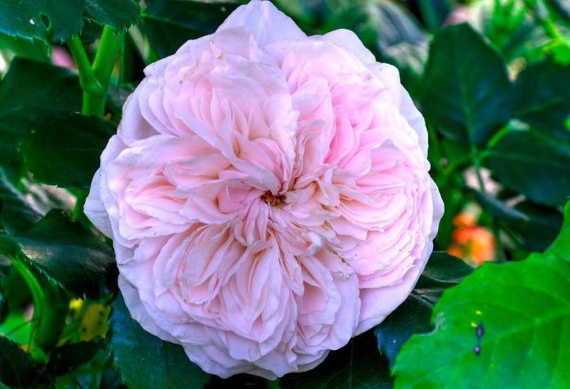 Fotos del hotel Kerry Lodge Bed & Breakfast:  10