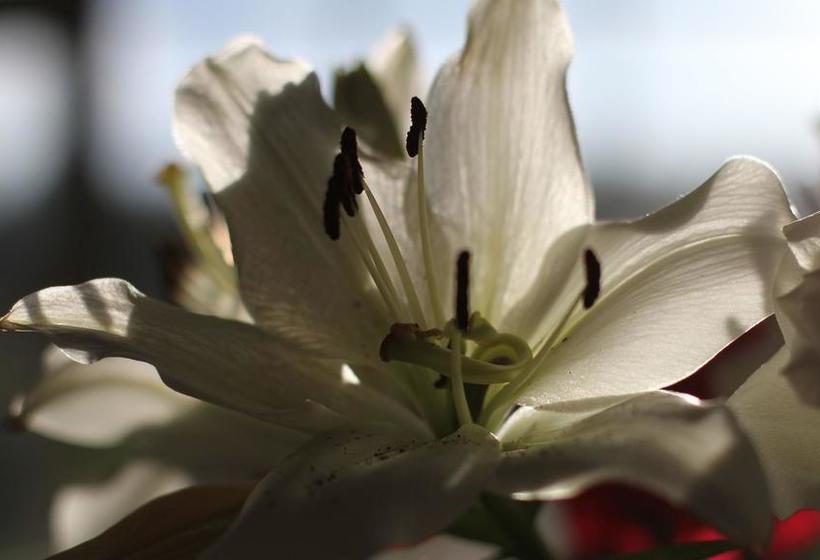 Fotos del hotel Mulvarra House:  17