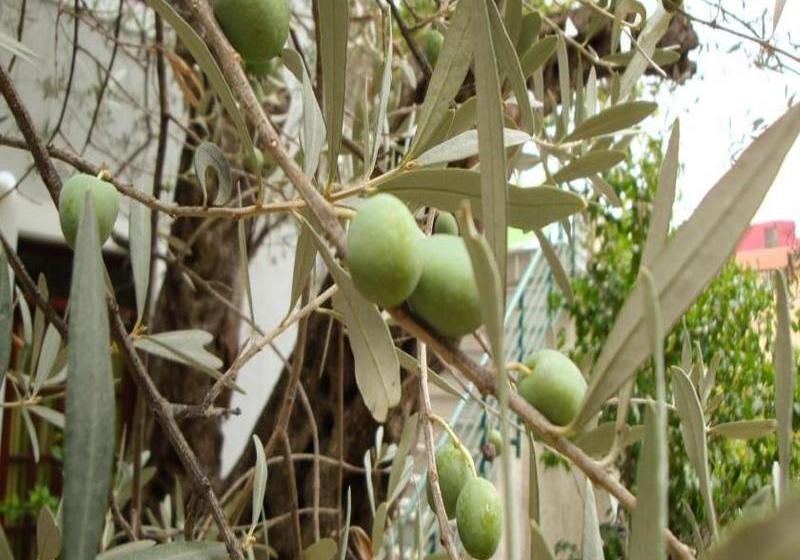 Fotos del hotel Casa Di Oliveto:  3