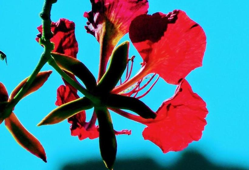 Fotos del hotel Blue Explorers Resort:  4