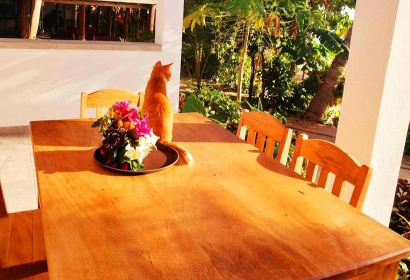 Номер Superior Вид на Море, Sipano Beach Lodge Kiwengwa