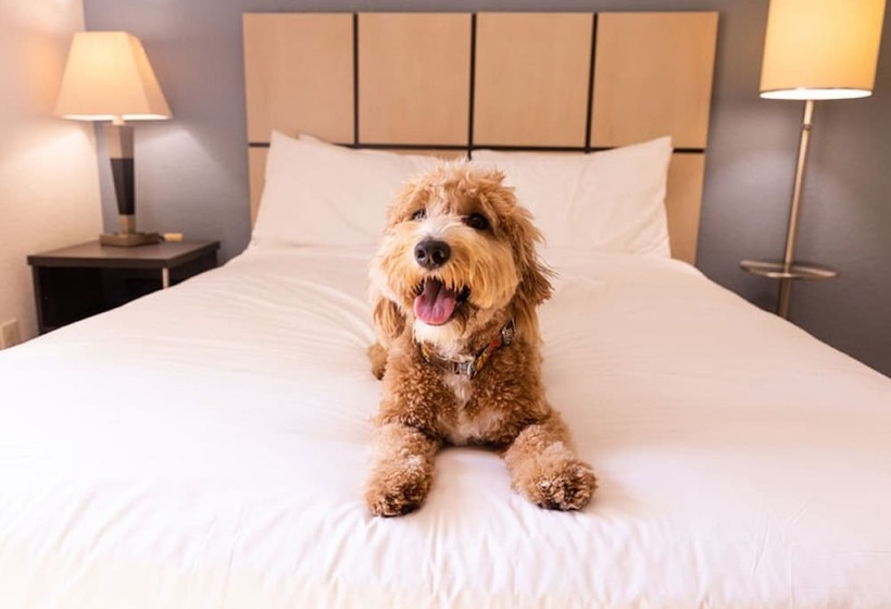 身障者適用スイートルーム, Sonesta Simply Suites Houston – Nasa Clear Lake