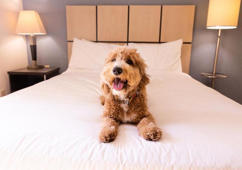 身障者適用スイートルーム, Sonesta Simply Suites Houston – Nasa Clear Lake