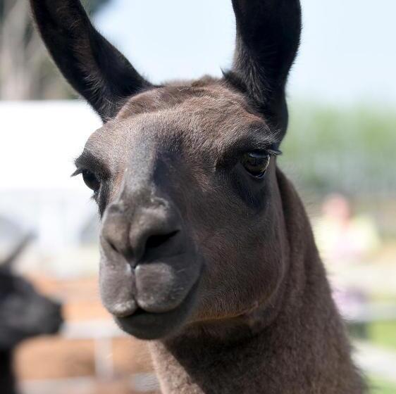 Номер Стандарт, Glamping With Llamas