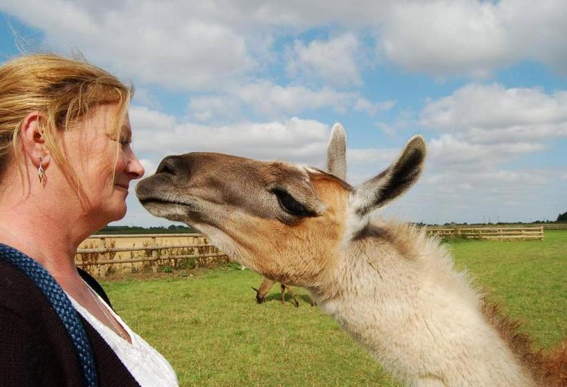 Номер Стандарт, Glamping With Llamas