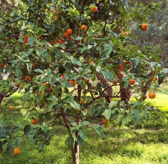 标准间带阳台, Oleander S Garden Traditional Cretan Cottage