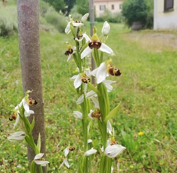 １ベッドルームアパートメント, Valle Del Poggio