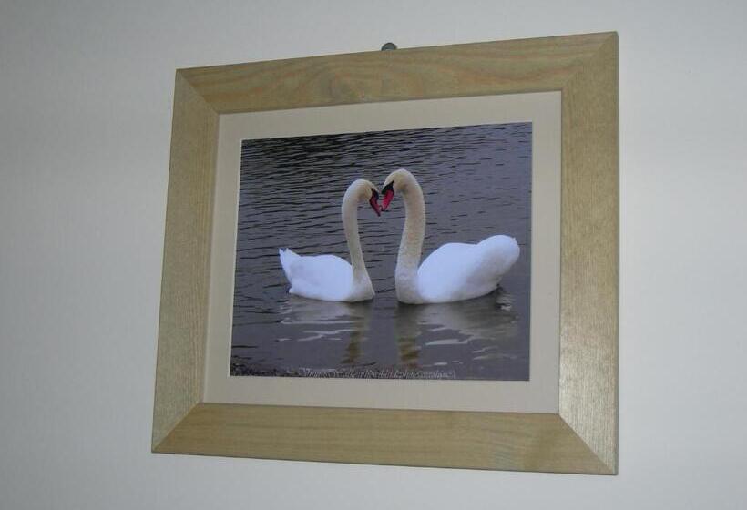Номер Стандарт, The Swan