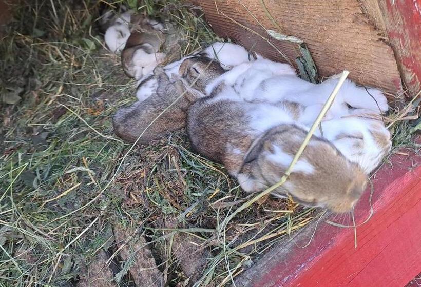 Дом 1 Спальня, Agroturystyka Na Słonecznej Orawie U Dzikich