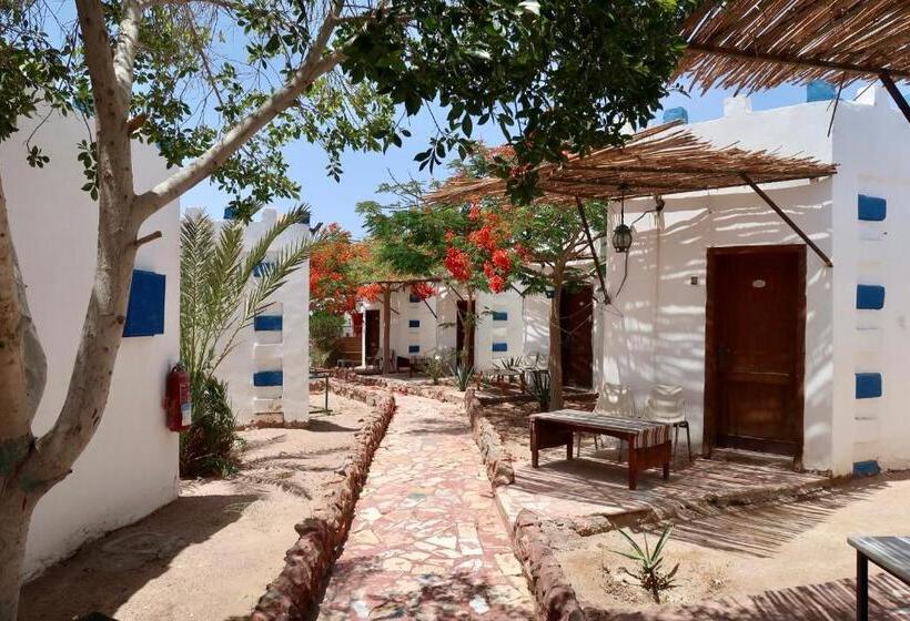اتاق عادی یک تخته, Bedouins Inn Village
