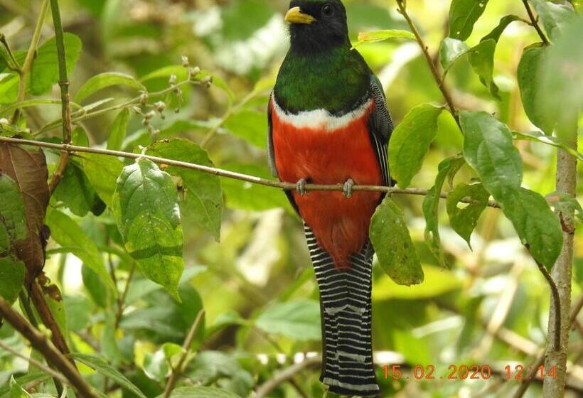 スタンダードルーム, Miriam S Quetzals Lodge
