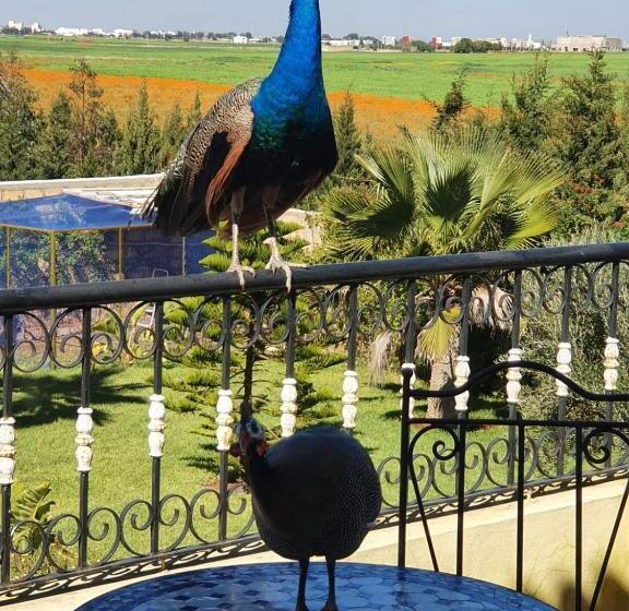 اتاق استاندارد با تخت بزرگ, Riad Tanjil