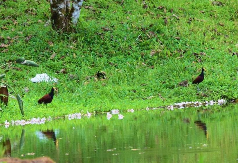 Четырехместный Номер Стандарт, Rio Celeste Finca L´ Etoile Celeste