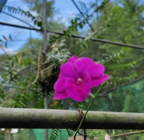 经济房, N R Resort Kaziranga