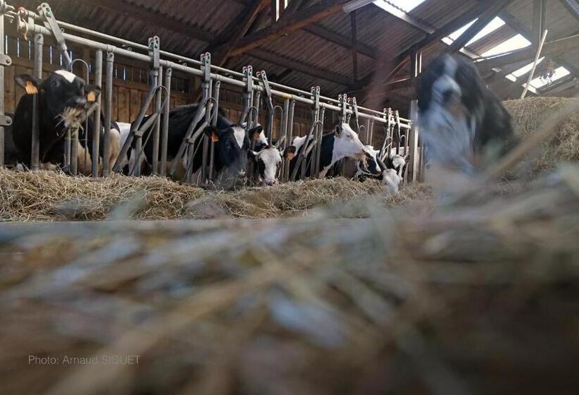 Семейное Студио, Ferme St Martin