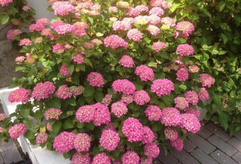 Номер Стандарт, Les Hortensias