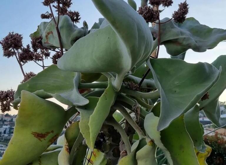 침실 1개 바다 전망 아파트, Agriturismo La Tuffatrice