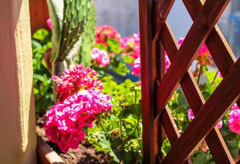 Студия Стандарт, Cesarotti B&b