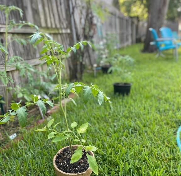 Студия Стандарт, The Coziest Cottage In Waxahachie