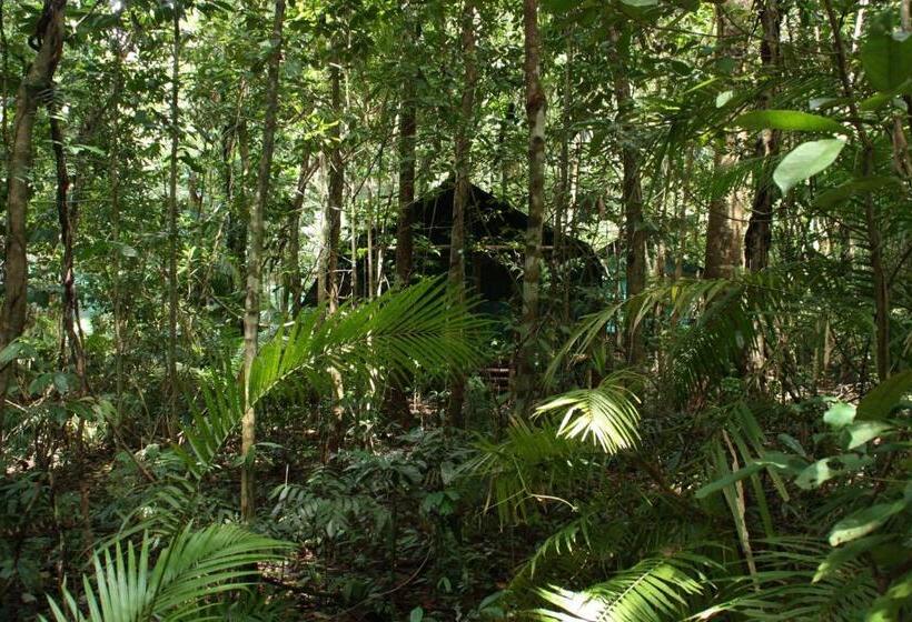 Бунгало Стандарт, Daintree Crocodylus
