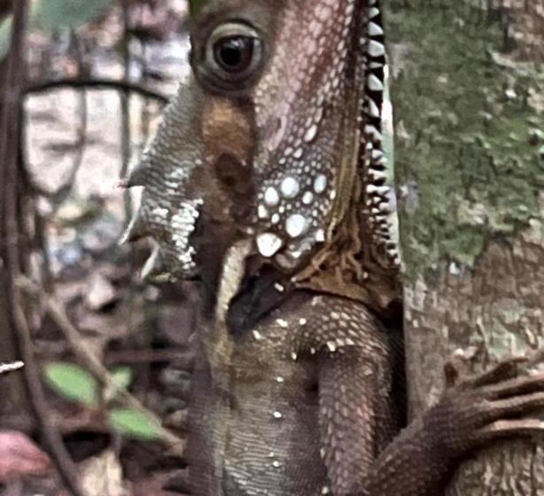 Family Suite, Daintree Crocodylus