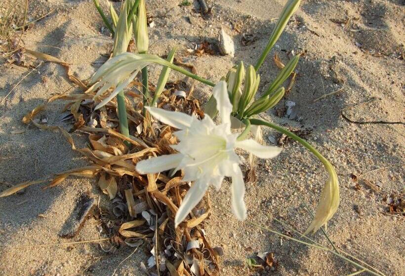 سوییت خانوادگی, Lilium Maris