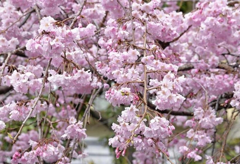 Студия Стандарт, Harazuru Onsen Taisenkaku   Vacation Stay 96472v