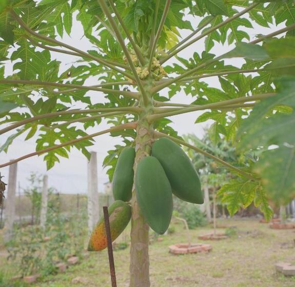 خانه 1 خوابه, 大衛營農莊