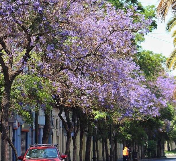 غرفة قياسية, Casa Dos Leones