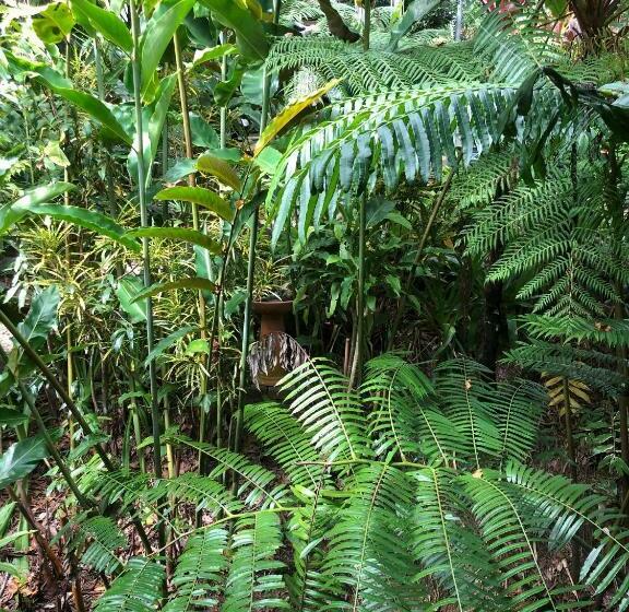 غرفة قياسية, Mossman Gorge Bed And Breakfast