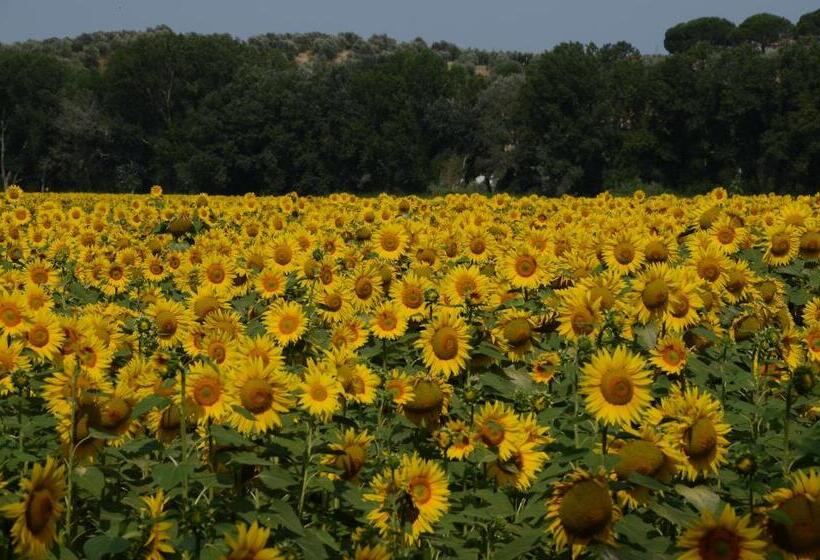 غرفة قياسية فردية, La Mimosa