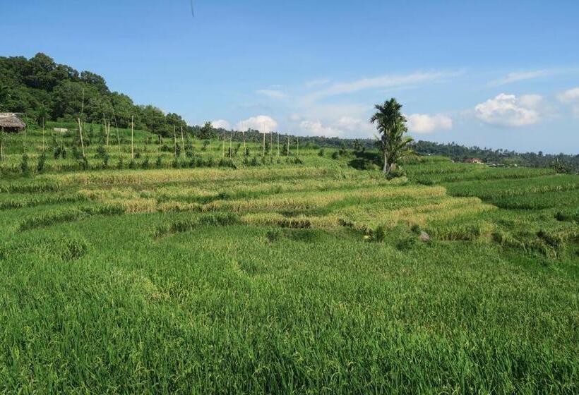 Номер Economy, Budaya Kaki Rinjani