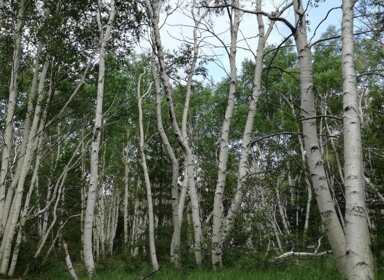 آپارتمان 1 خوابه با چشم‌انداز دریا, Ecoagriturismo Notti Stellate Etna Mare