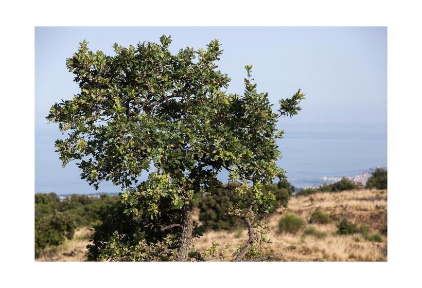 آپارتمان 1 خوابه با چشم‌انداز دریا, Ecoagriturismo Notti Stellate Etna Mare