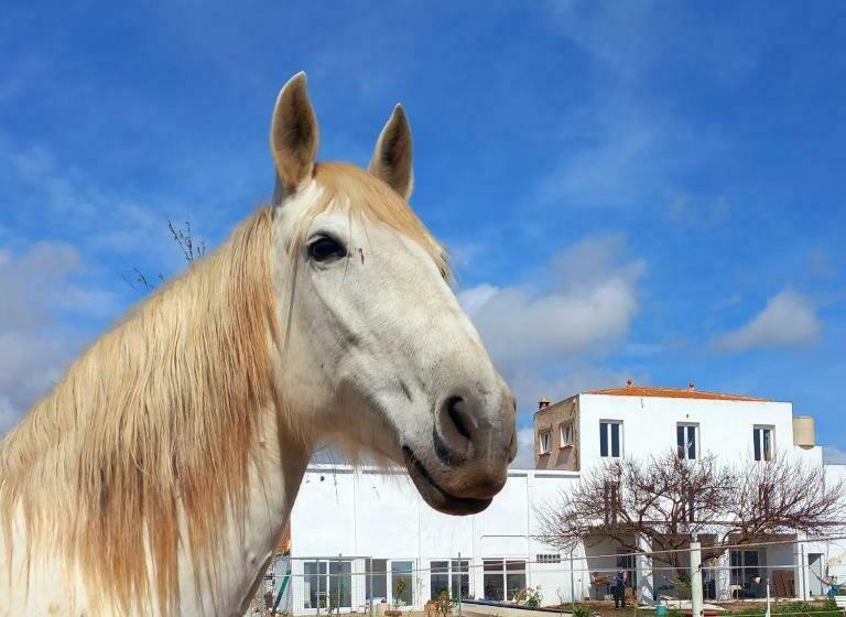 デラックスルーム, Finca Caballito De Mar
