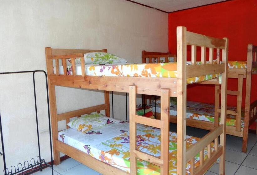 Кровать в Общей Комнате, & Hostel Sloth Backpackers