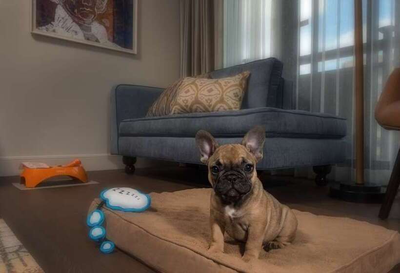 프리미엄 룸, The Statler Dallas, Curio Collection By Hilton