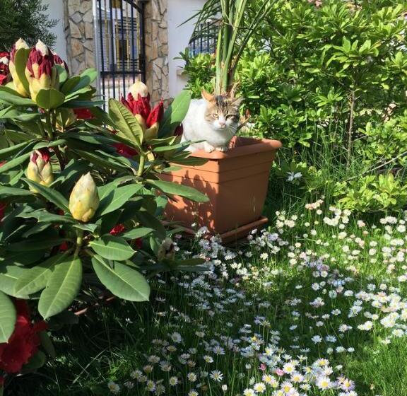 Студия Стандарт, Guesthouse Elizabeth