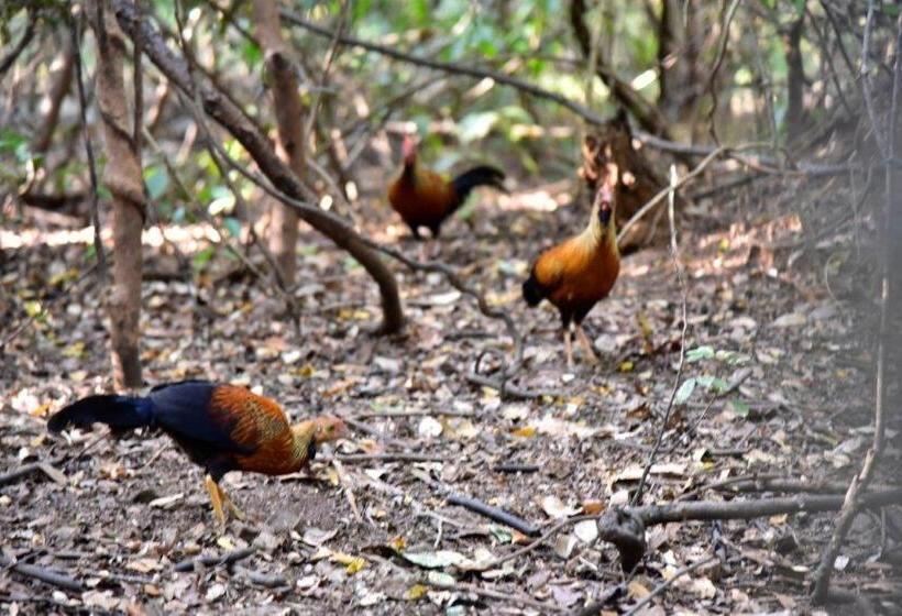 غرفة قياسية سرير كينج, Akein Jungle Resort   Sigiriya