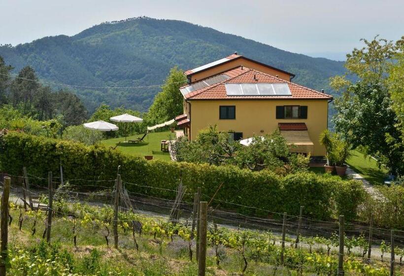 إستوديو كلاسيكى, Il Laghello Di Amina