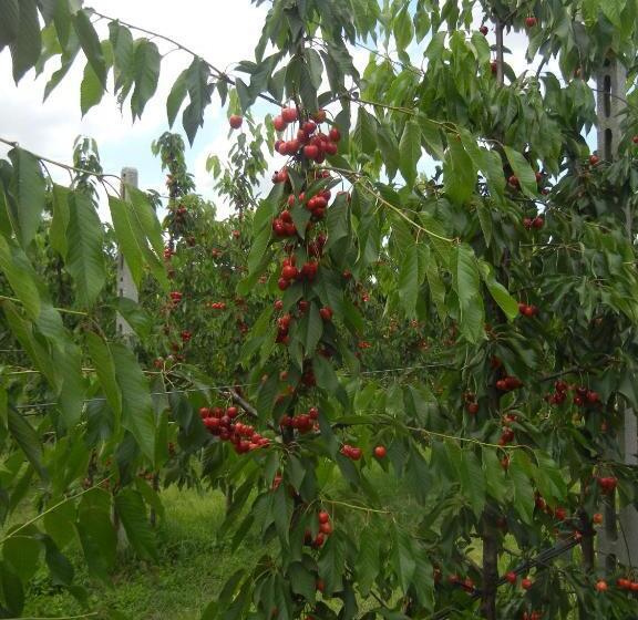 آپارتمان 2 خوابه, Agriturismo Calderino