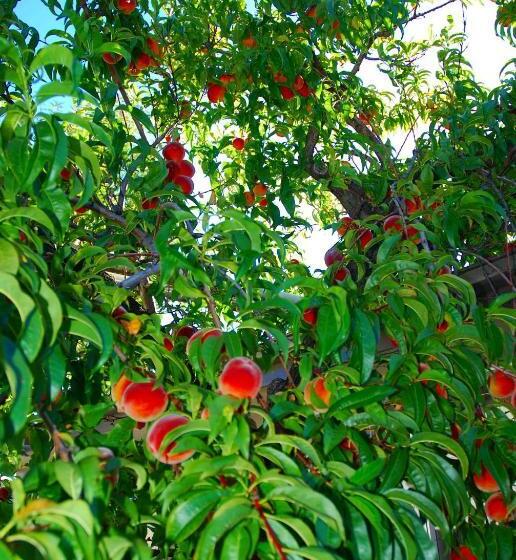 חדר סטודיו סטנדרד, Almond Court Motel