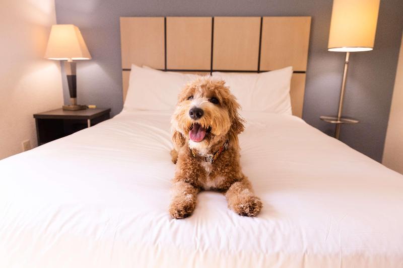 סוויטה מותאמת לאדם עם מוגבלויות, Sonesta Simply Suites Irvine Spectrum