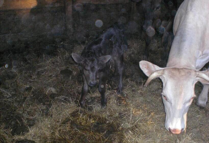 Студия Стандарт, Agriturismo Campo Del Pillo