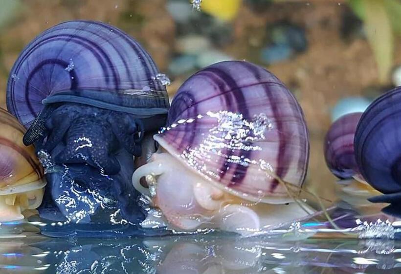 חדר סטנדרט חדר אמבטיה משותף, Aquarium Room Fish And Gastropods