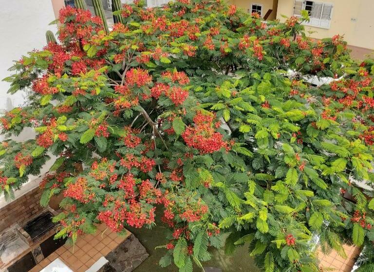 스탠다드 발코니 룸, Corralejo Garden&relax